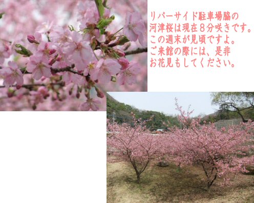 リバーサイドの桜です。週末までが一番見頃です