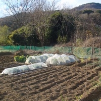 移住者の声