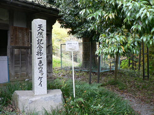 県指定天然記念物 一色のニッケイ 山梨県身延町