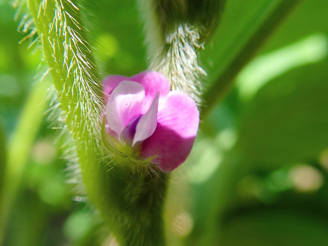 あけぼの大豆の花