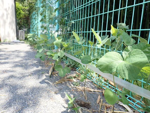 下山立正保育園