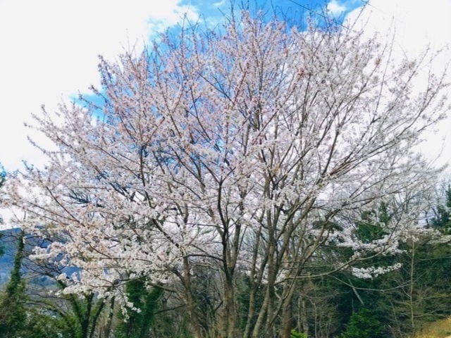 花咲く