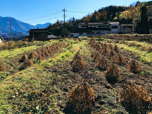 天日干ししていたあけぼの大豆