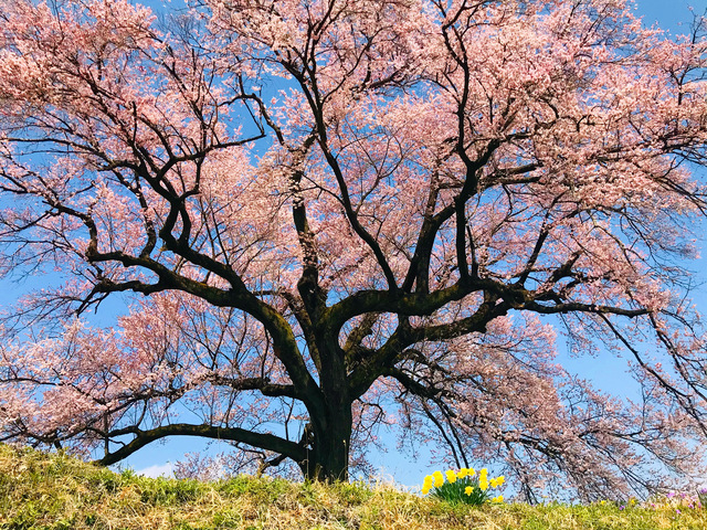 春の桜