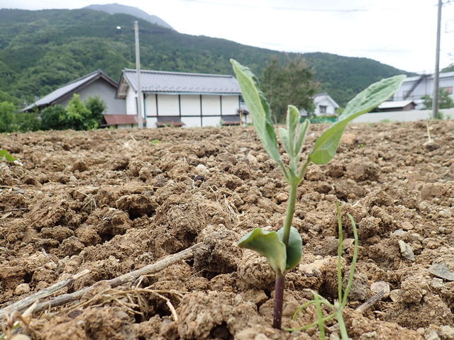 あけぼの大豆のバンザイ