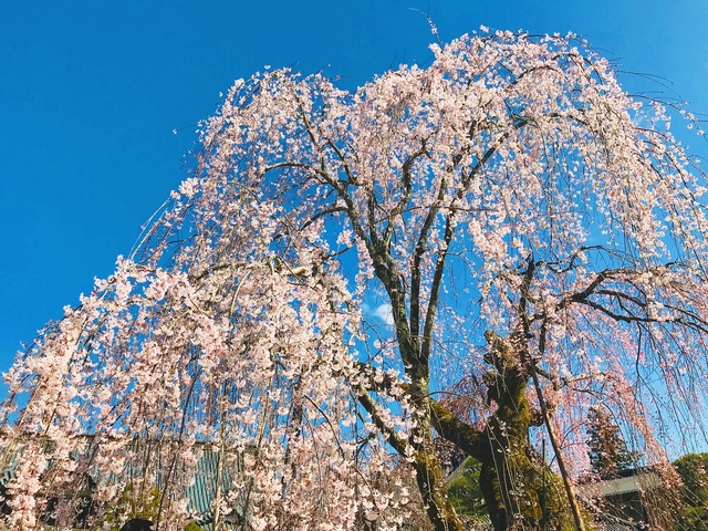 身延山久遠寺　しだれ桜