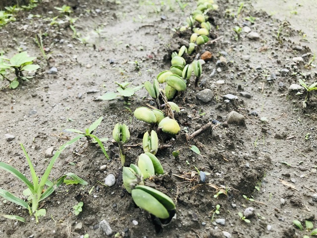 大豆の渋滞