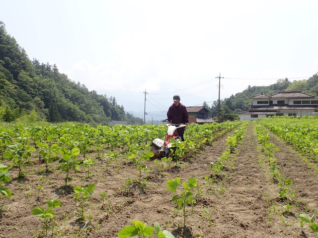 一度目の土寄せ