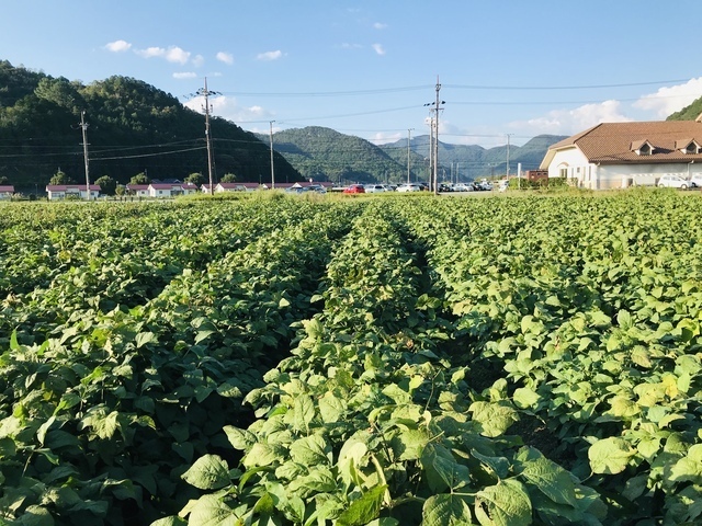 丹波篠山