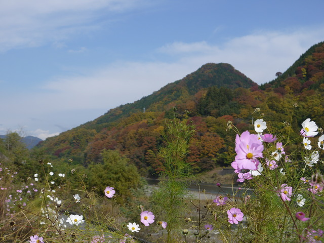 紅葉