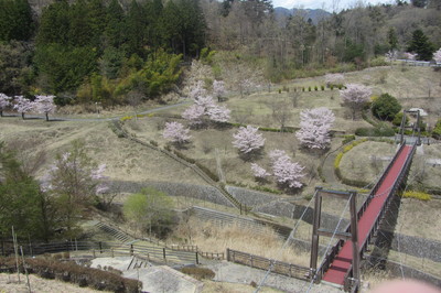 森の吊り橋付近。元々クラフトパークに咲いている桜。しだれ桜の里の事業とは関係ないけど、同時に咲く未来の景色に勝手にワクワク。