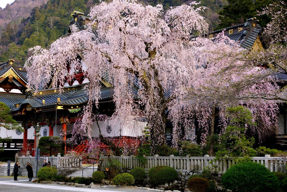 久遠寺桜満開