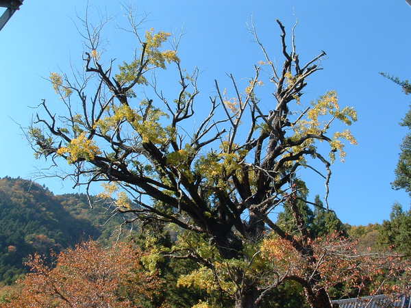 長谷寺　イチョウ