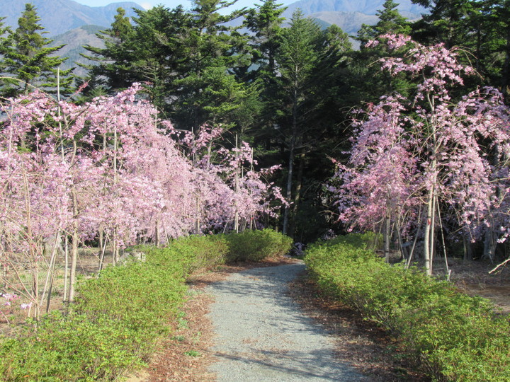 自然観察開花状況の写真