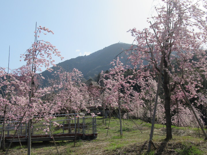 サバイバルの森のしだれ桜の状況写真