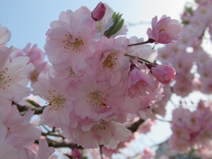 開花状況の接写