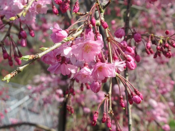 開花状況の接写