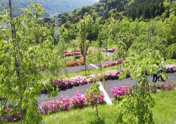 しだれ桜の里現況写真