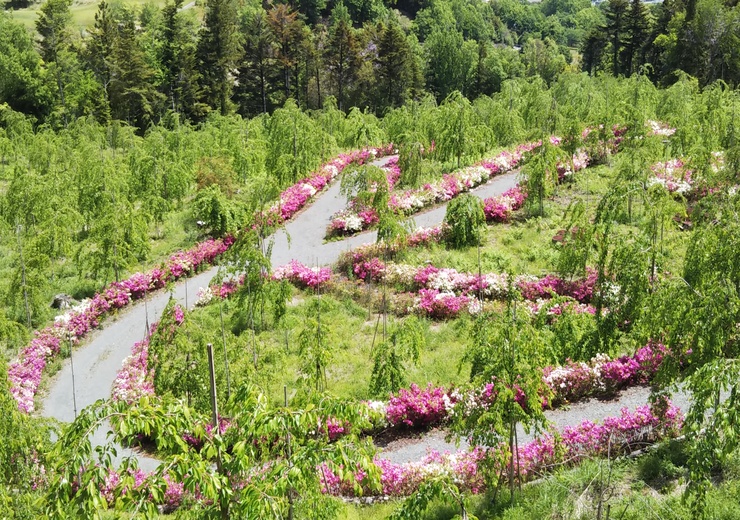 しだれ桜の里現況写真