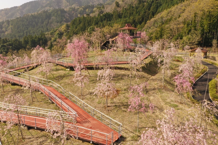 サバイバルの森の開花状況写真