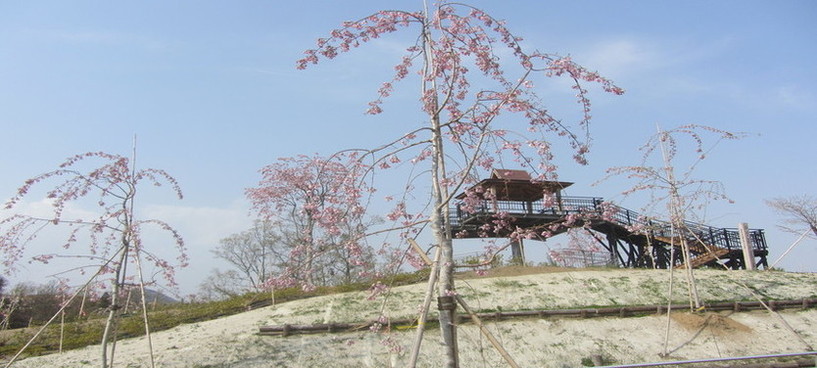 桜の現況 山梨県身延町