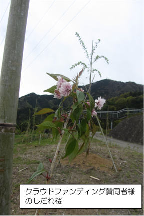 クラウドファンディングご賛同者様のしだれ桜の様子。花が咲いています。