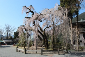 身延 山 久遠 寺 ライブ カメラ