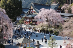 身延山久遠寺のしだれ桜 山梨県身延町