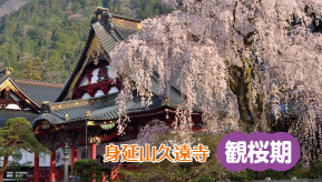 身延山久遠寺 観桜期