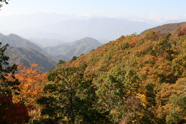 甲州いろは坂　紅葉