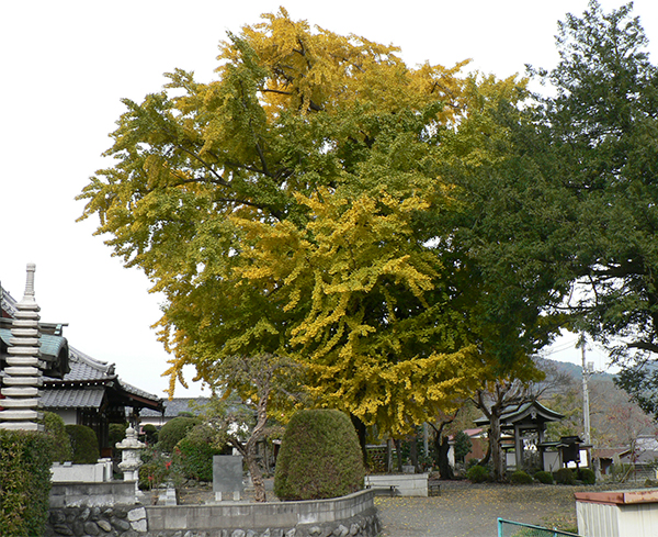 jyofukuji-icho