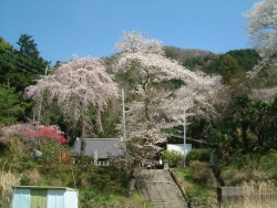 妙泉寺のしだれ桜