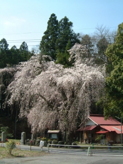 朝日堂のしだれ桜