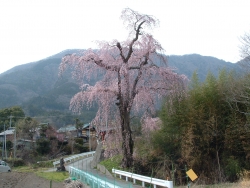 江尻窪のイトザクラ　【町指定天然記念物】