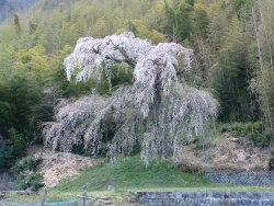 大野山本遠寺のしだれ桜　【町指定天然記念物】