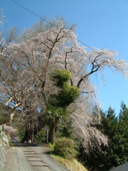 本妙寺のしだれ桜