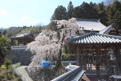 波木井山円実寺のしだれ桜