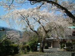 感応寺のしだれ桜
