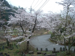 墾田(こんた)の千本桜