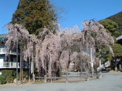 身延山久遠寺のしだれ桜 山梨県身延町