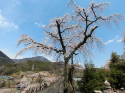 鏡円坊のしだれ桜　【県指定天然記念物】