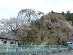 妙円寺のしだれ桜