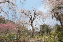 妙覚寺のしだれ桜