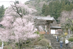 身延山西谷のしだれ桜