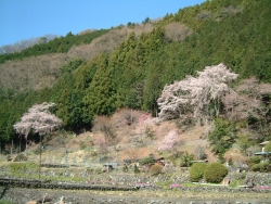 小田船原のしだれ桜