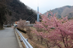 下部リバーサイドパークの河津桜