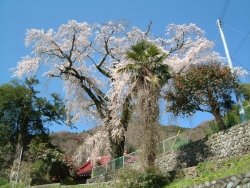 桜清水のしだれ桜