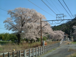 塩之沢駅のソメイヨシノ