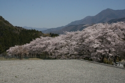 寺平のソメイヨシノ