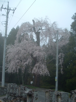 矢細工のイトザクラ　【町指定天然記念物】